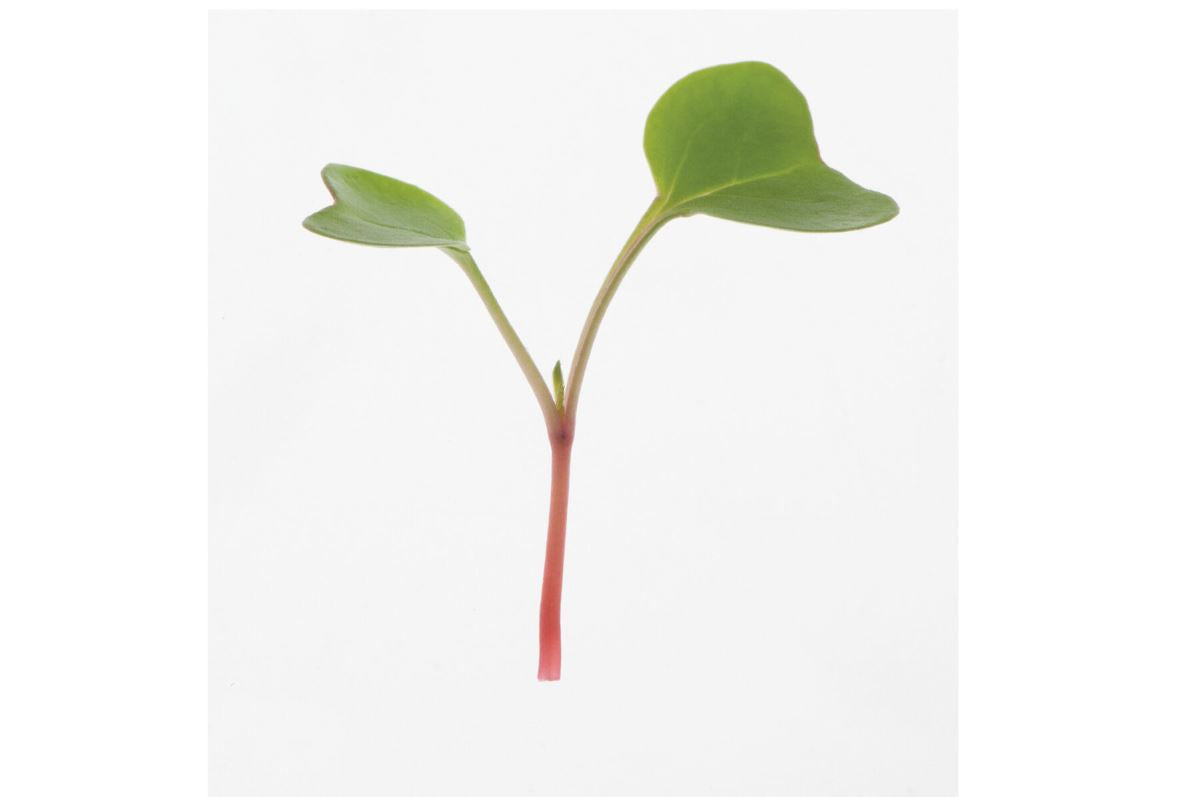 Radish, Red Arrow – Microgreen Seed